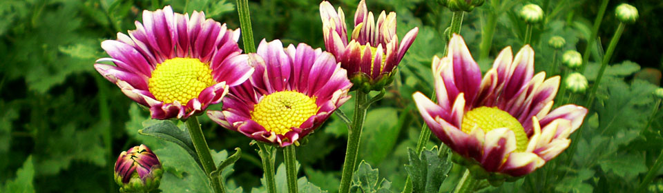 在线DDOS攻击平台