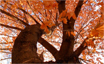 在线DDOS攻击平台